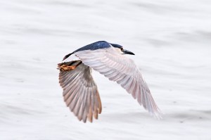 night-heron-cal_6015